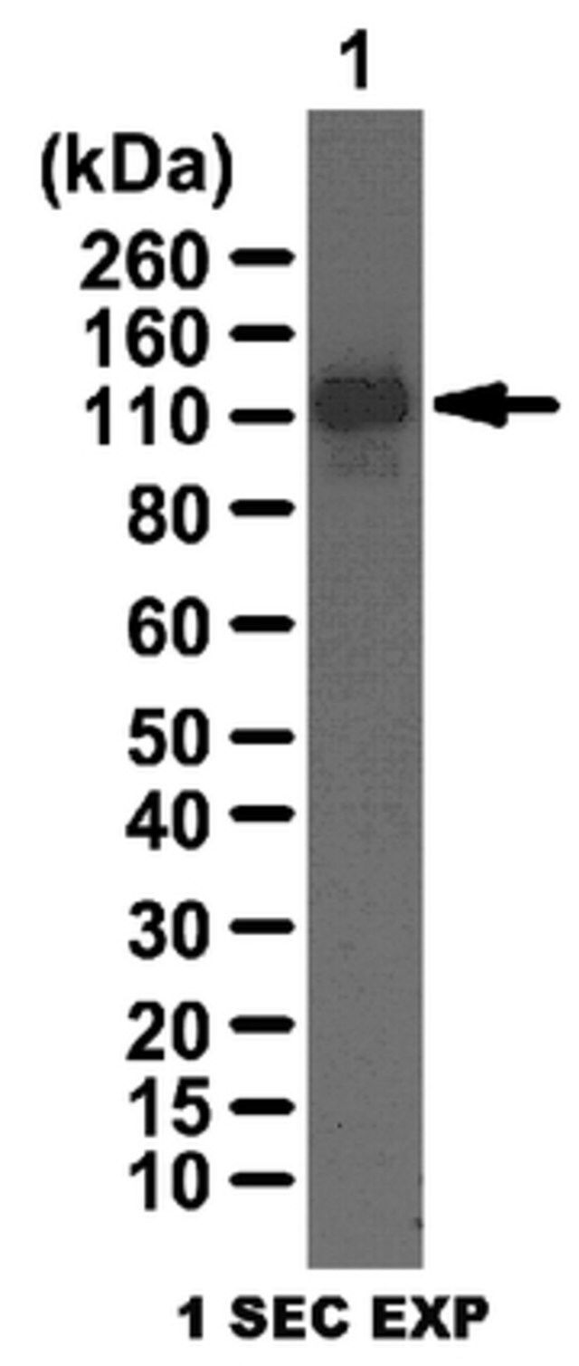 Anti-LSD1 Antibody