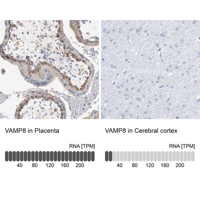 Anti-VAMP8 antibody produced in rabbit