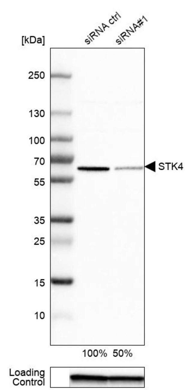 Anti-STK4 antibody produced in rabbit