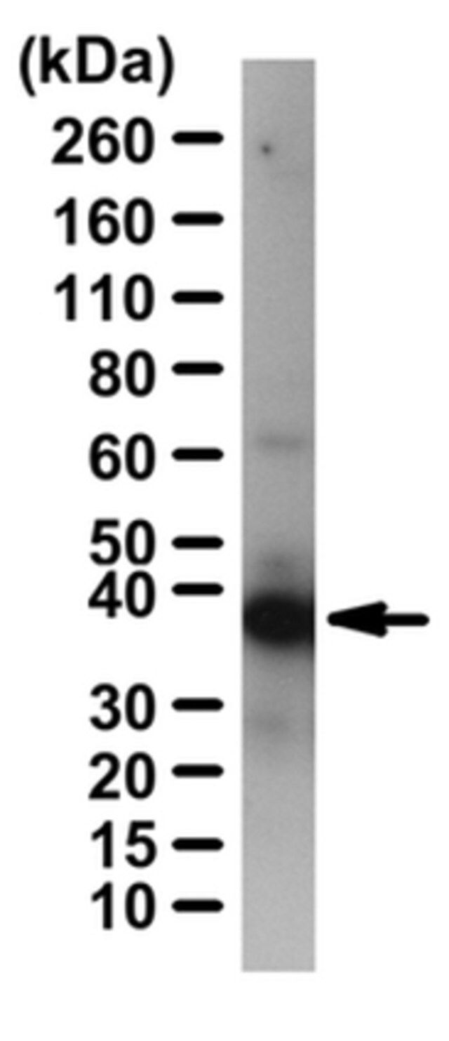 Anti-CRKL Antibody