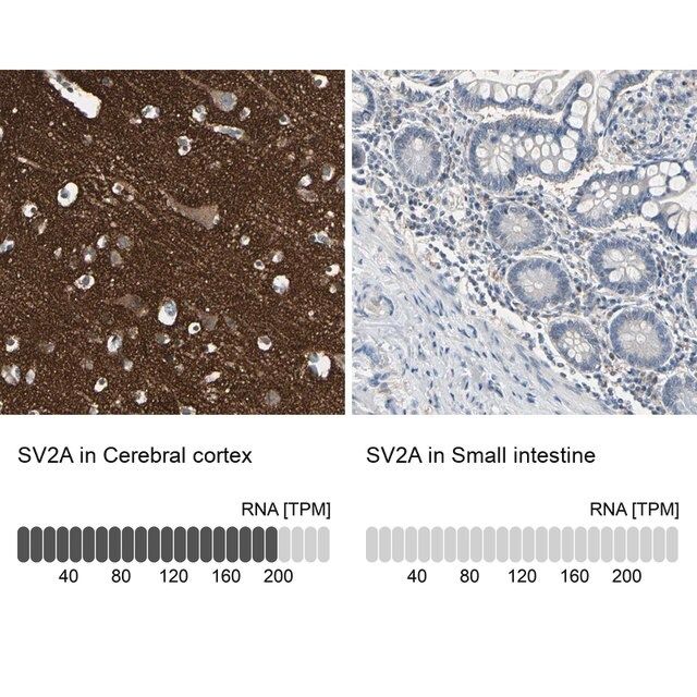 Anti-SV2A antibody produced in rabbit