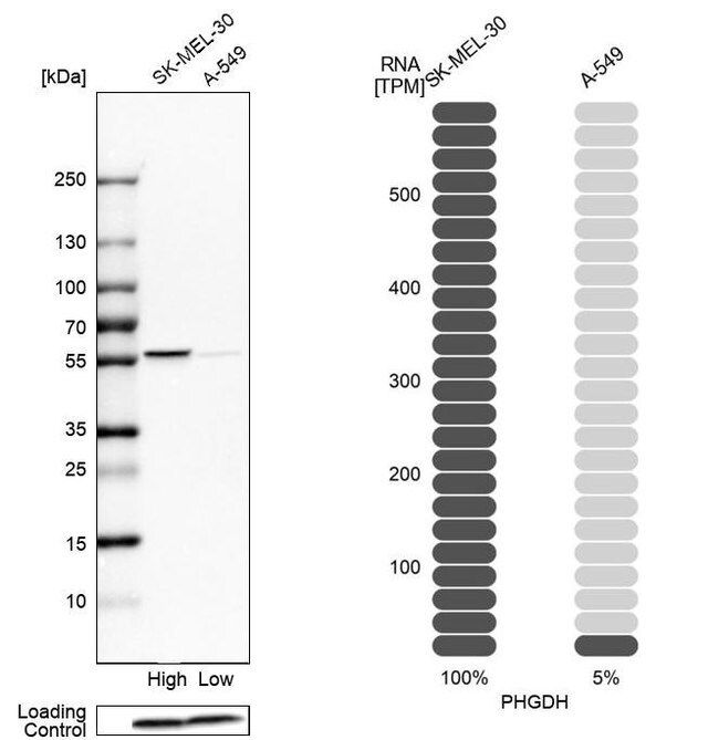 Anti-PHGDH antibody produced in rabbit