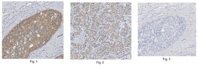 Anti-MLL2 (C-Term) Antibody