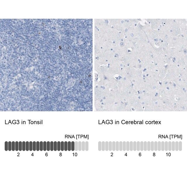 Anti-LAG3 antibody produced in rabbit