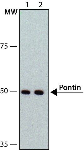 Anti-Pontin antibody, Mouse monoclonal