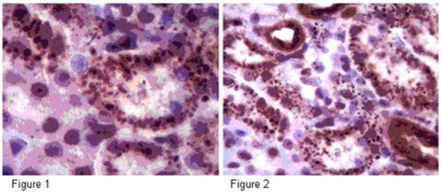 Anti-Sirt5 Antibody