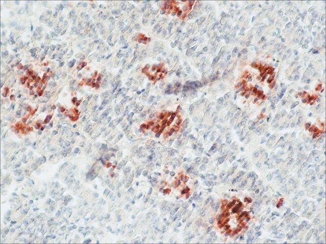 Anti-Caspase 9 antibody produced in rabbit