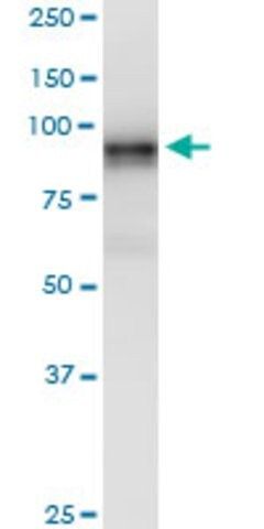 Monoclonal Anti-LRRC8A antibody produced in mouse