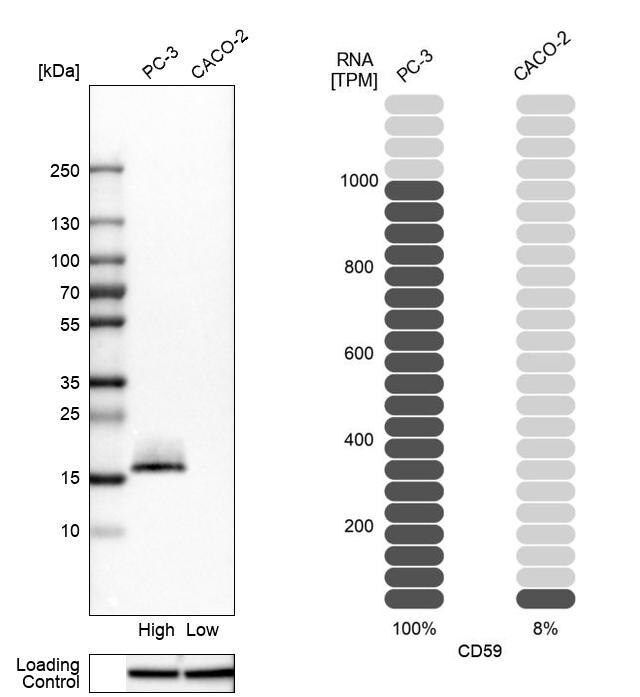 Anti-CD59 antibody produced in rabbit