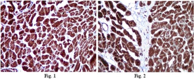 Anti-COX4 Antibody