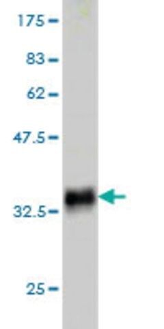 Monoclonal Anti-SLURP1 antibody produced in mouse