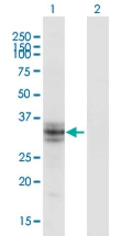 Monoclonal Anti-B3GALT6 antibody produced in mouse