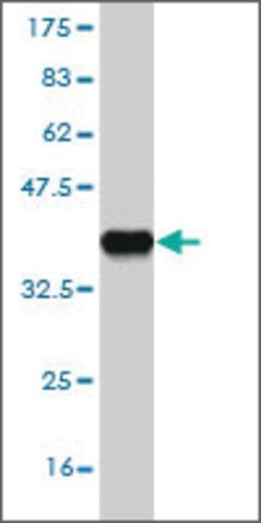 Monoclonal Anti-FBXL13 antibody produced in mouse