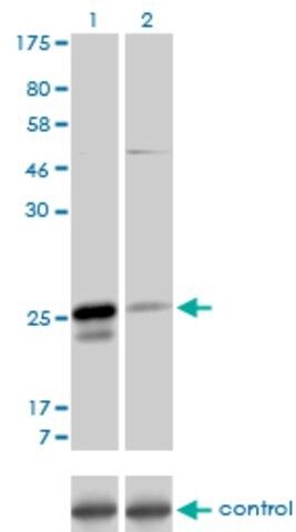 Monoclonal Anti-MS4A7 antibody produced in mouse