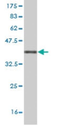 Monoclonal Anti-ATG3 antibody produced in mouse