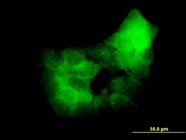 Monoclonal Anti-PRKCD antibody produced in mouse