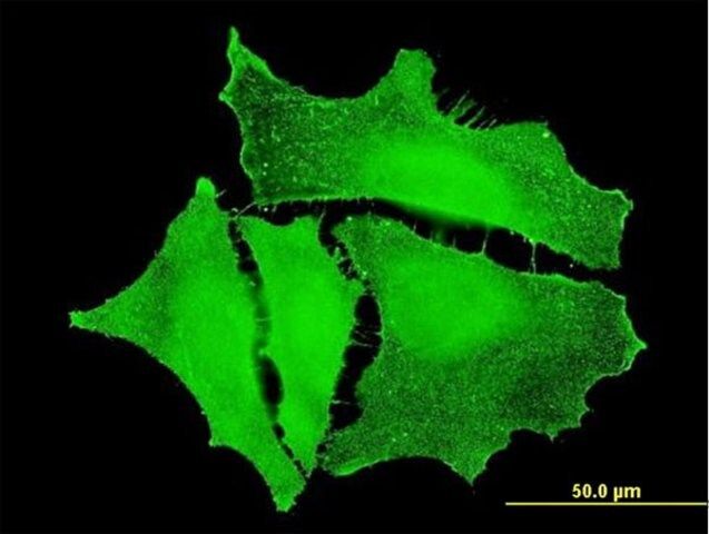 Monoclonal Anti-PKP4 antibody produced in mouse