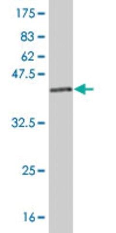 Monoclonal Anti-NDUFAB1 antibody produced in mouse