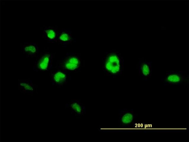 Monoclonal Anti-NR4A3 antibody produced in mouse