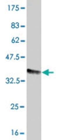 Monoclonal Anti-FCGR2A antibody produced in mouse