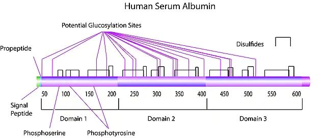 rAlbumin human