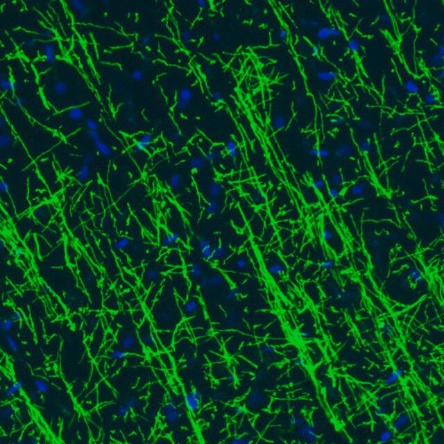 Monoclonal Anti-MBP antibody produced in mouse