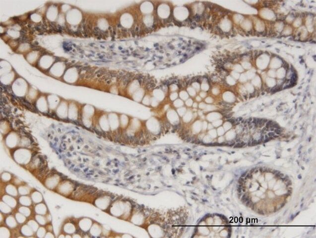 Monoclonal Anti-TLR4 antibody produced in mouse