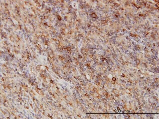 Monoclonal Anti-G3BP antibody produced in mouse