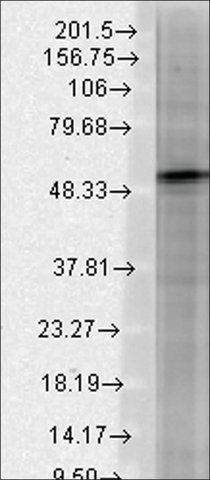 Monoclonal Anti-GABRB3 antibody produced in mouse