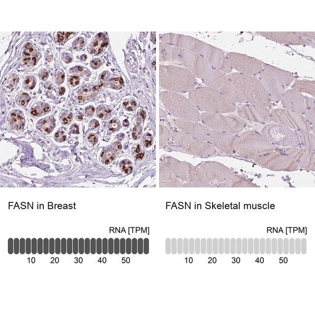 Anti-FASN antibody produced in rabbit