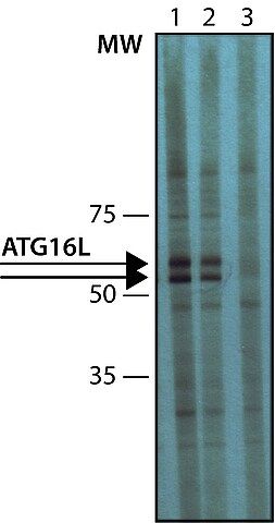 Anti-Atg16L antibody produced in rabbit