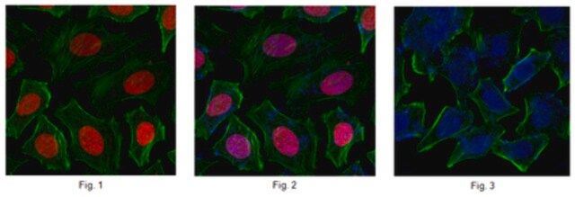 Anti-Chromobox protein homolog 3 Antibody