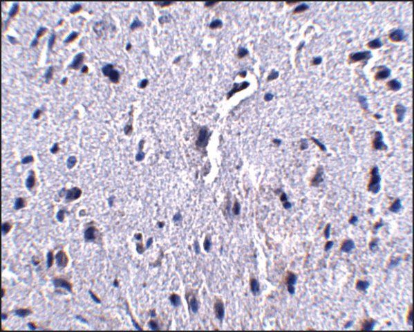 Monoclonal Anti-PD-1 antibody produced in mouse