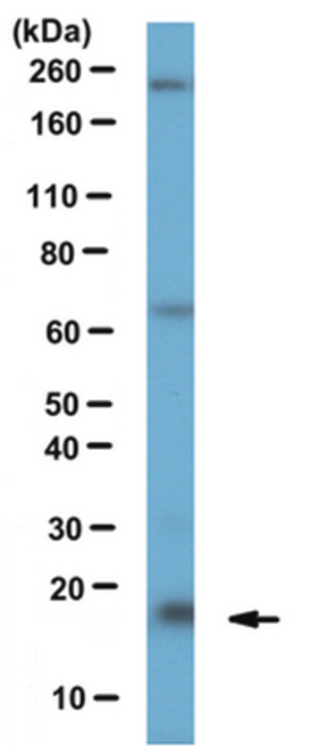 Anti-Centrin-2 Antibody