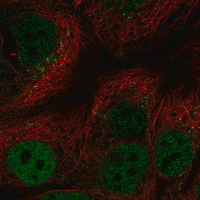 Anti-CEBPA antibody produced in rabbit