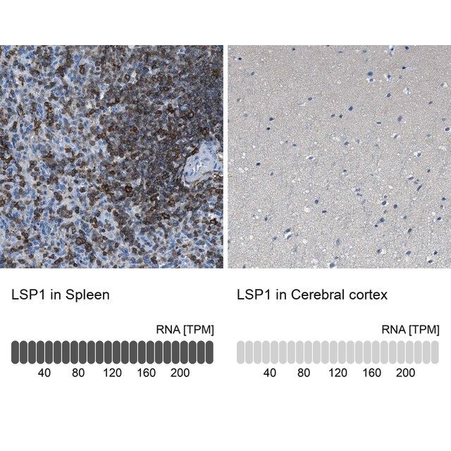 Anti-LSP1 antibody produced in rabbit