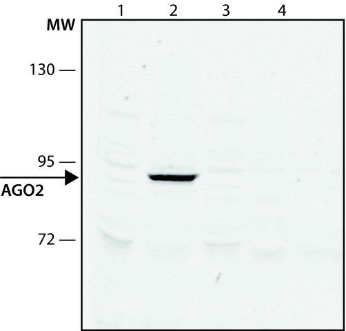 Anti-AGO2 antibody, Mouse monoclonal