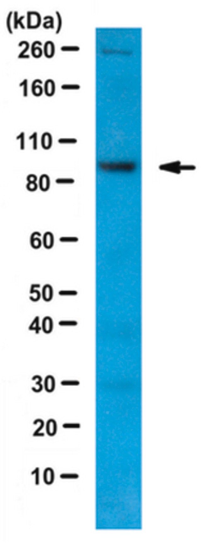 Anti-Misu/NSun2 Antibody