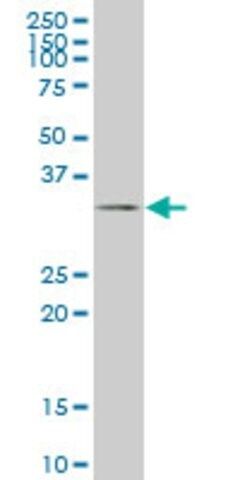 Monoclonal Anti-TAZ antibody produced in mouse