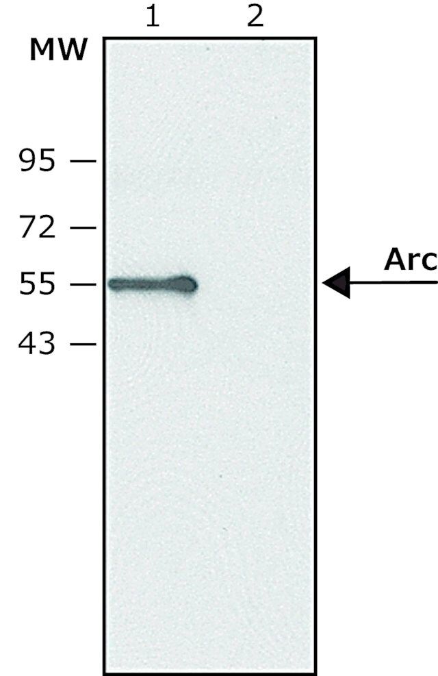 Anti-Arc antibody produced in rabbit