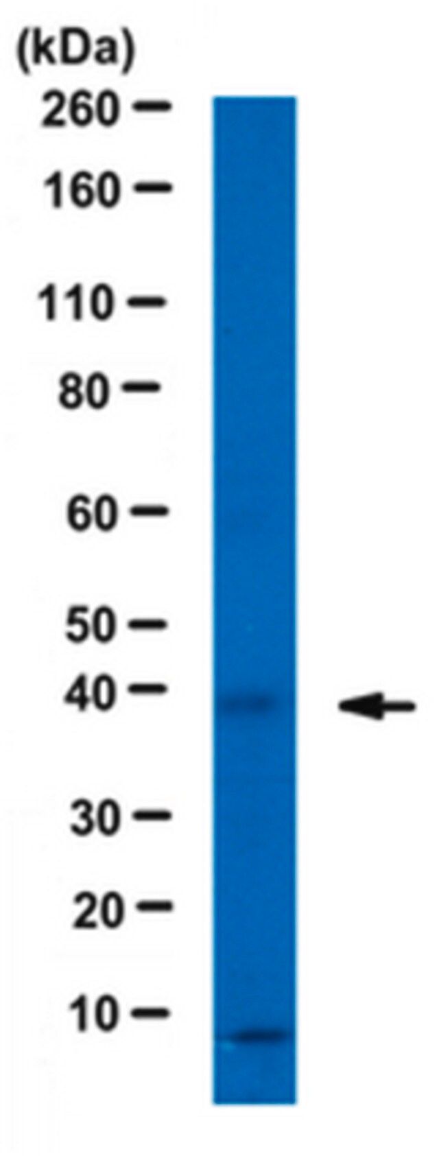 Anti-WD repeat-containing protein 5 Antibody