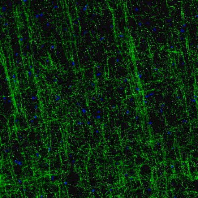 Monoclonal Anti-MOG antibody produced in mouse