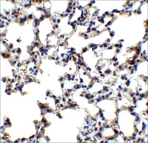 Anti-AXIN2 antibody produced in rabbit