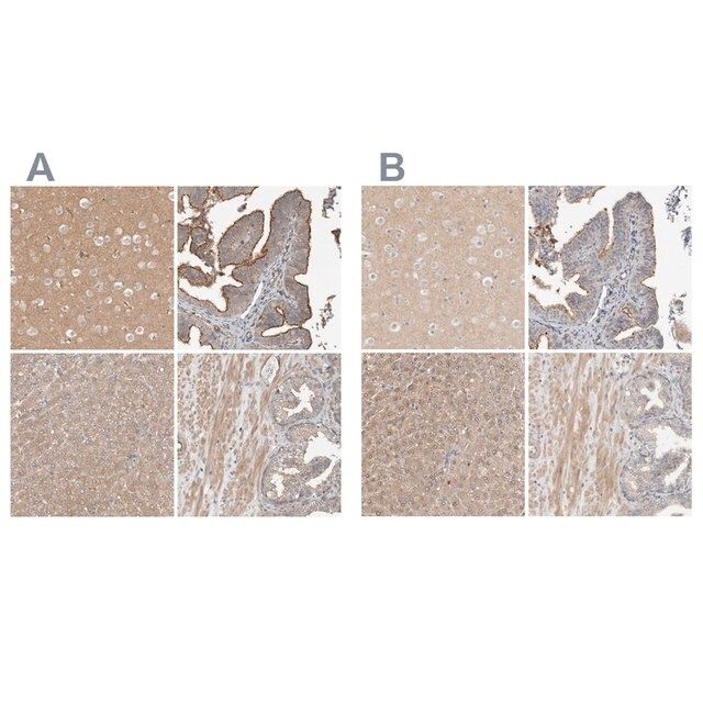 Anti-MPRIP antibody produced in rabbit