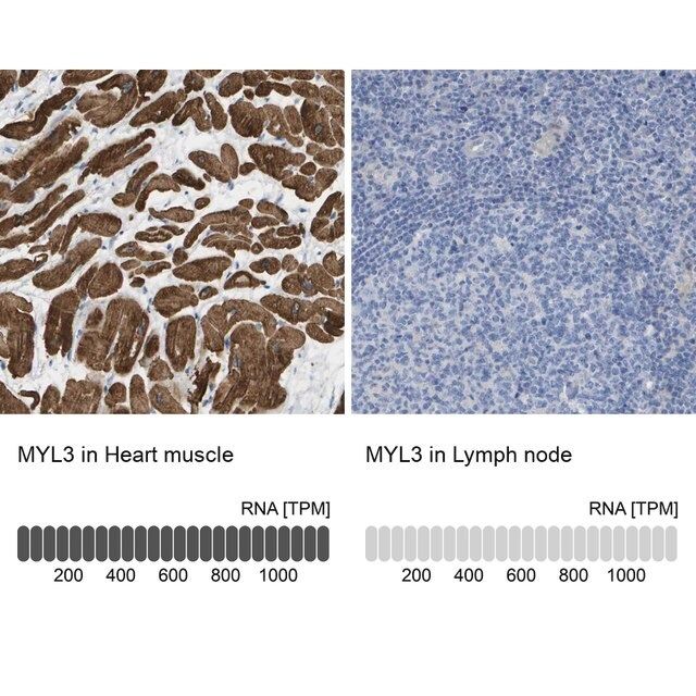 Anti-MYL3 antibody produced in rabbit