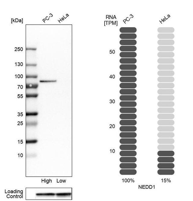 Anti-NEDD1 antibody produced in rabbit