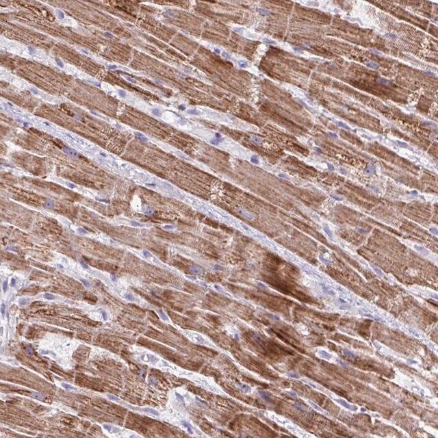 Anti-MT-ND4 antibody produced in rabbit