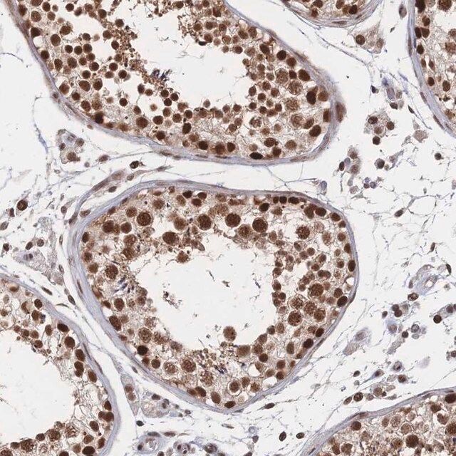 Anti-NELFA antibody produced in rabbit