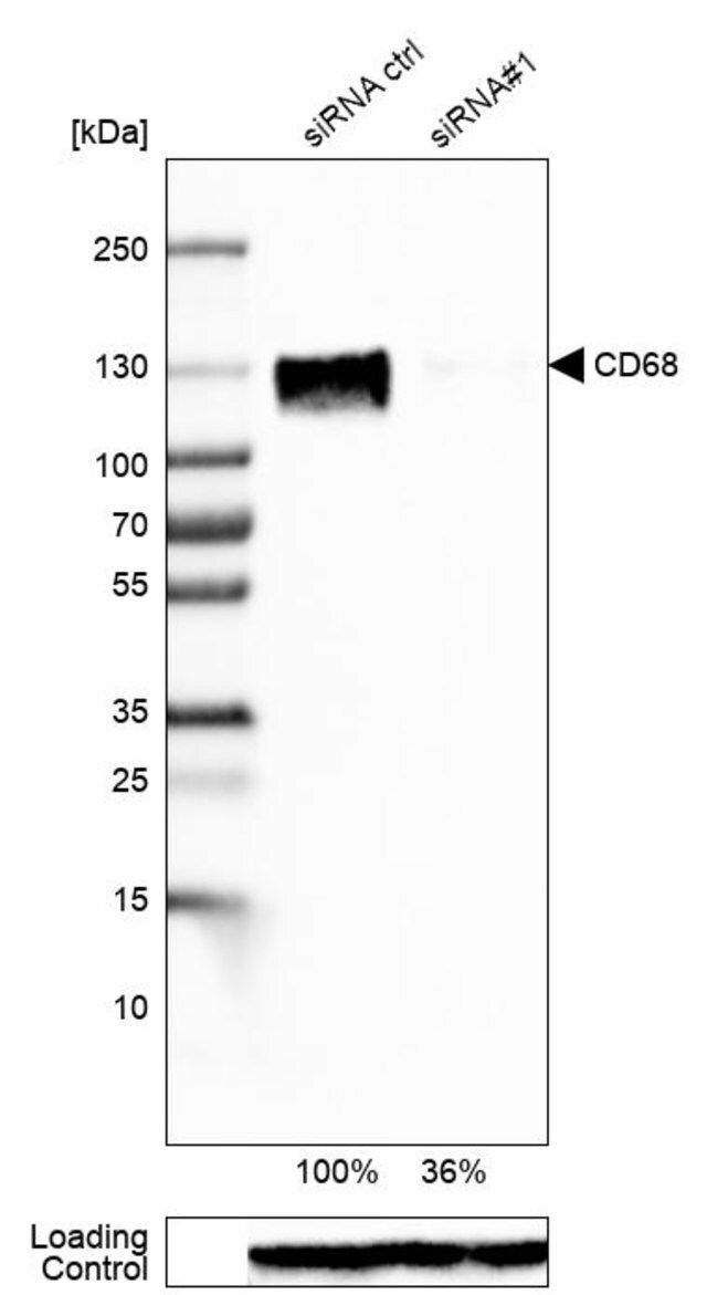 Monoclonal Anti-CD68 antibody produced in mouse