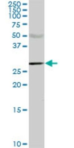 Monoclonal Anti-CA1 antibody produced in mouse